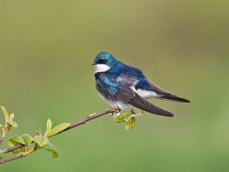 Tree Swallow