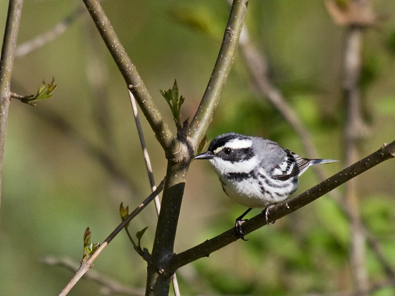 Black-throated Gray Warbler