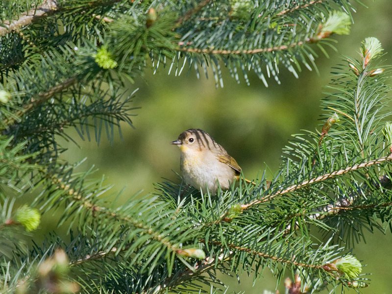 Common Yellowthroat