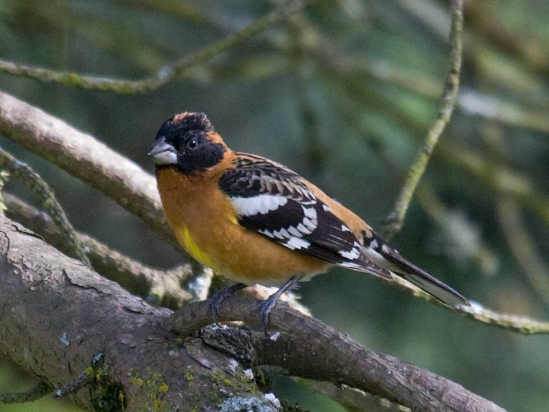 Black-headed Grosbeak