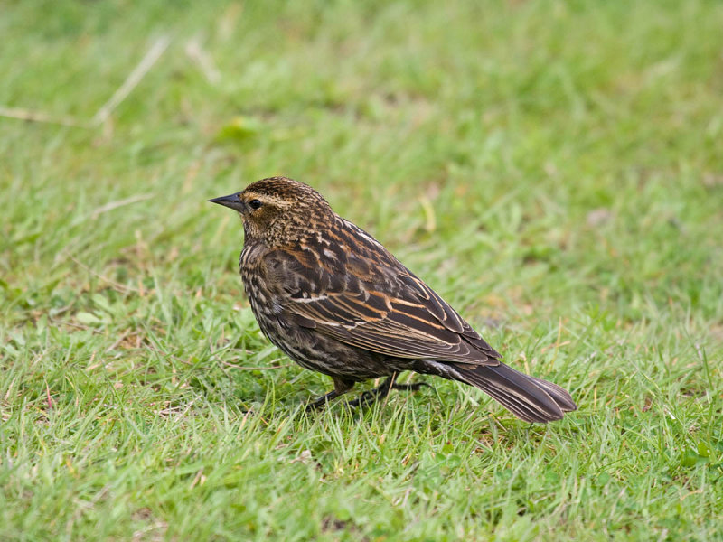 Red-winged Blackbird