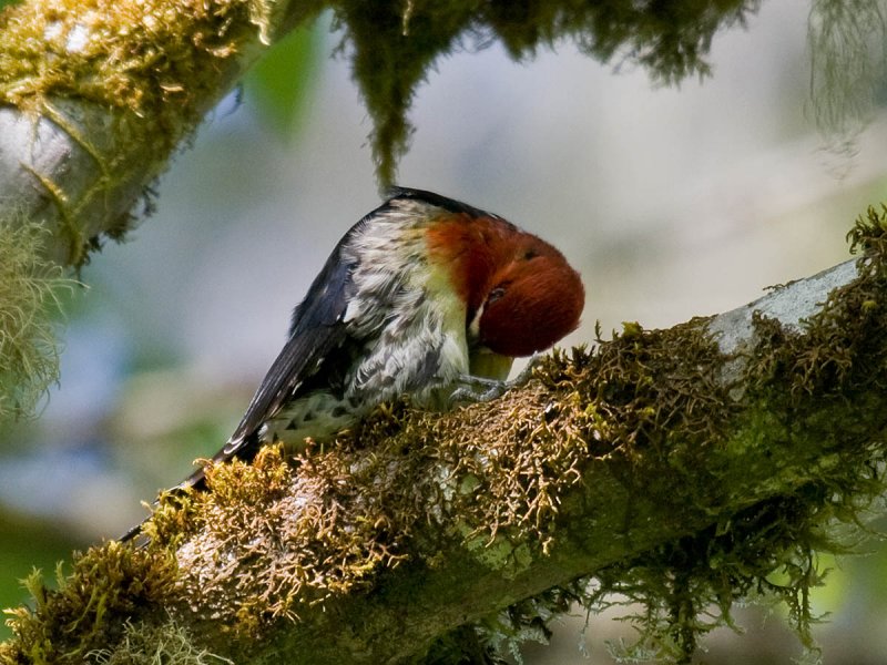 Red-breasted Sapsucker