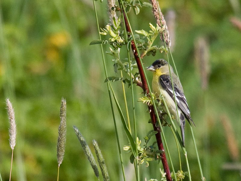 Lesser Goldfinch