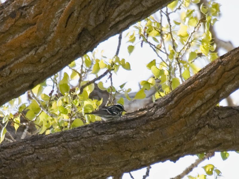 Black-and-white Warbler