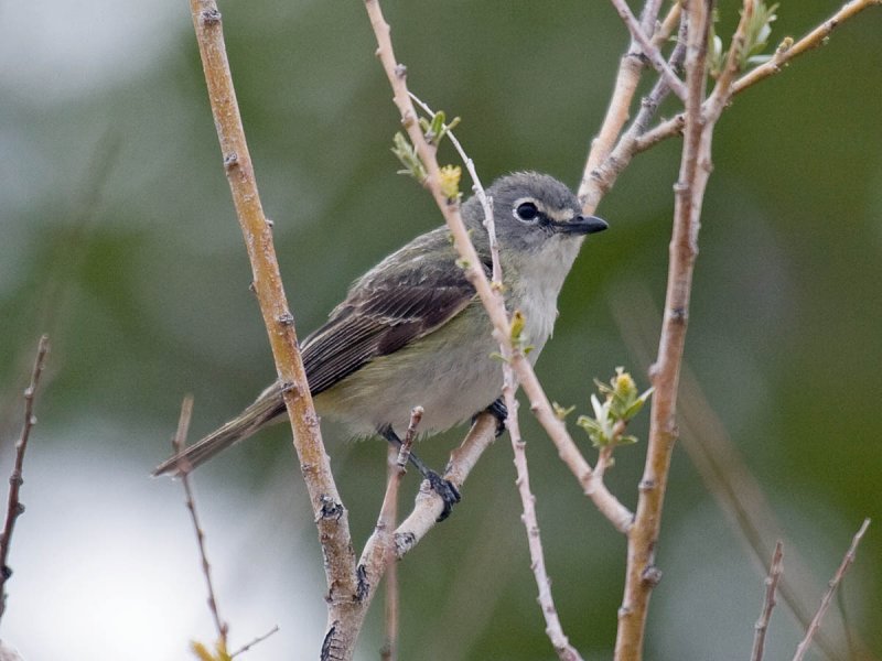 Cassins Vireo