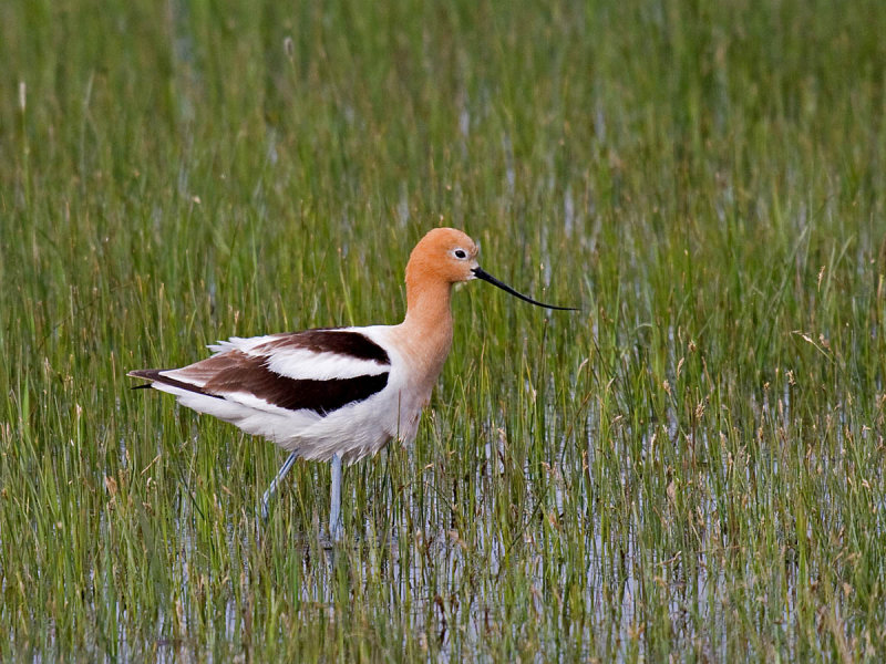 American Avocet