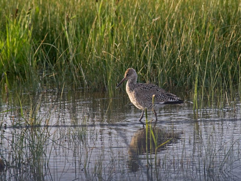 Willet