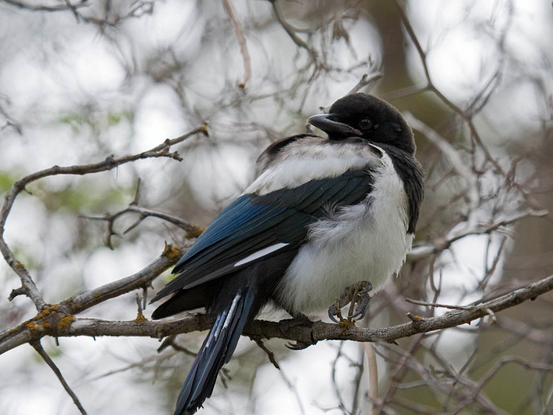 Black-billed Magpie