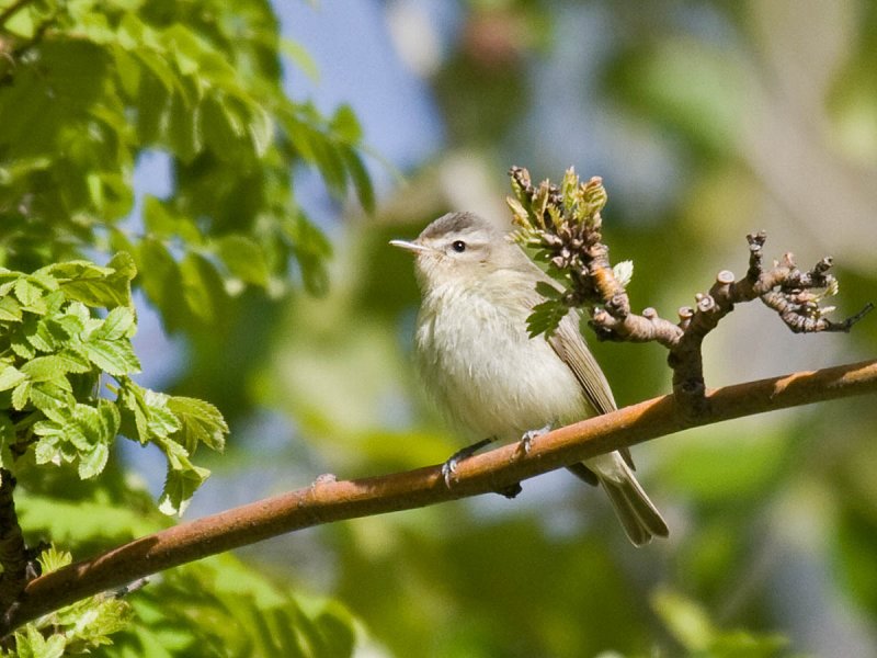 Warbling Vireo