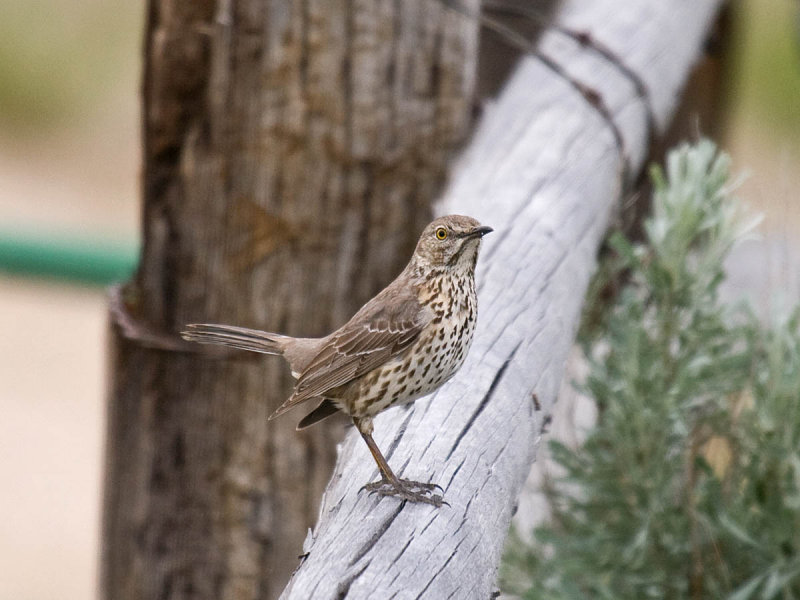 Sage Thrasher