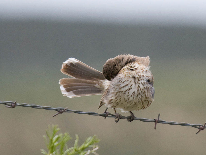 Sage Thrasher