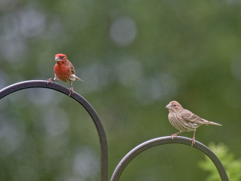 House Finch