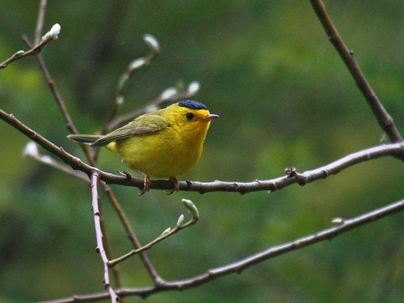 Wilsons Warbler