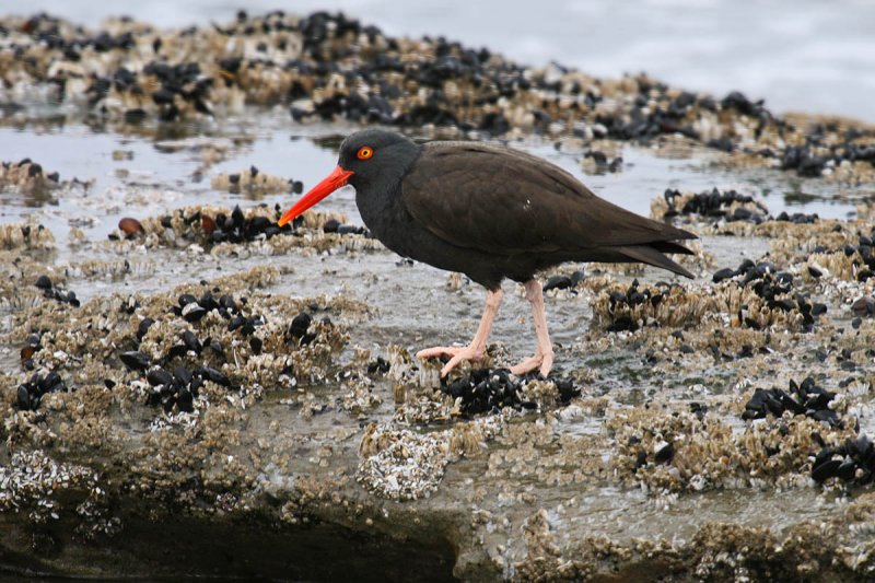 Black Oystercatcher