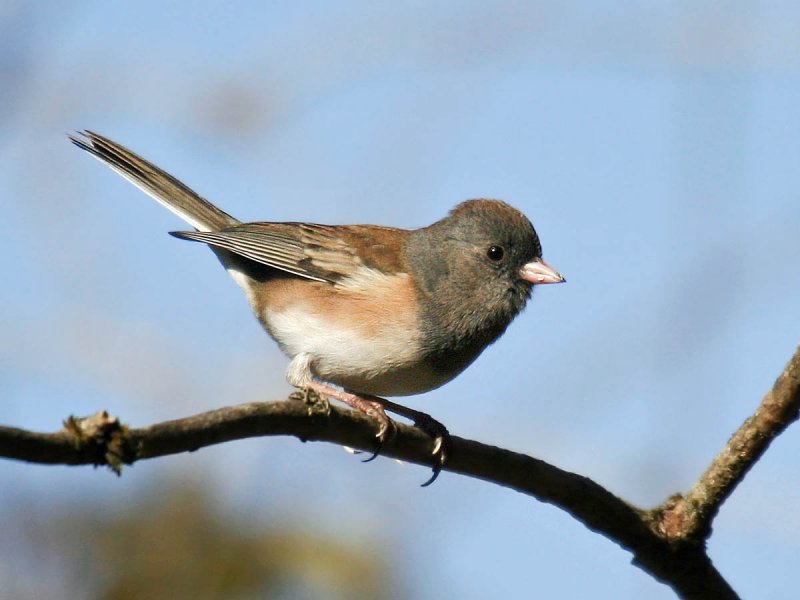 Dark-eyed Junco