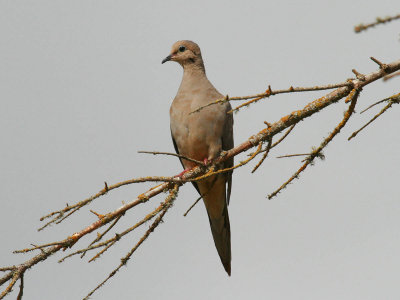 Mourning Dove