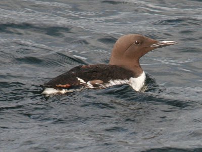 Common Murre