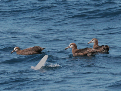 Black-footed Albatross / Ocean Sunfish