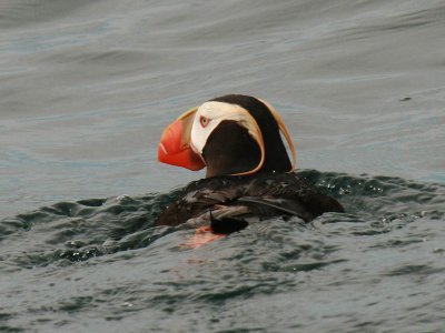 Tufted Puffin