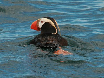 Tufted Puffin