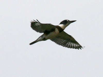 Belted Kingfisher