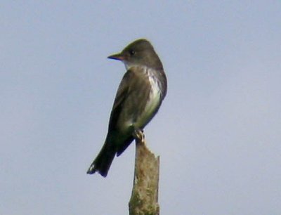 Olive-sided Flycatcher