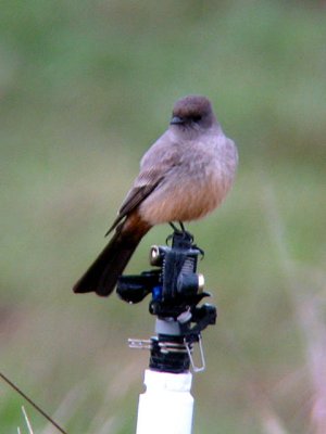 Say's Phoebe