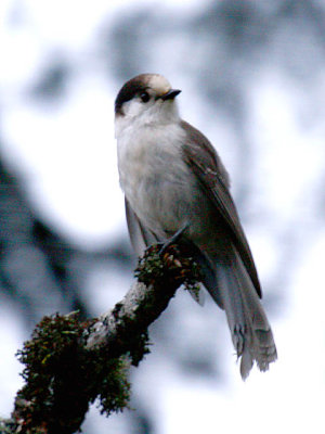 Gray Jay