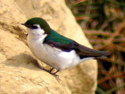 Violet-green Swallow