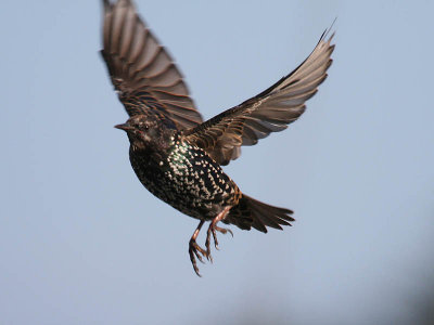 European Starling