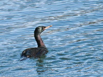 Pelagic Cormorant