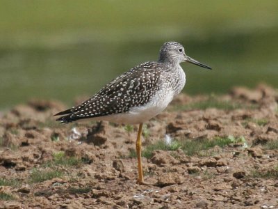 Greater Yellowlegs