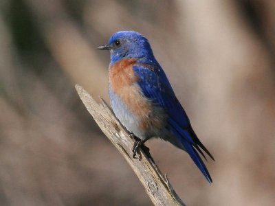 Western Bluebird