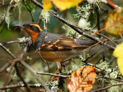 Varied Thrush