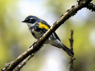 Yellow-rumped Warbler