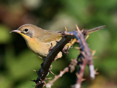 Common Yellowthroat