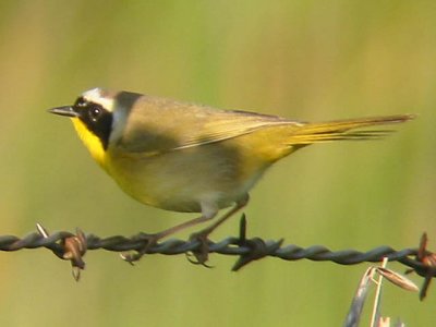 Common Yellowthroat