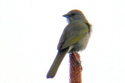 Green-tailed Towhee