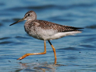 Greater Yellowlegs