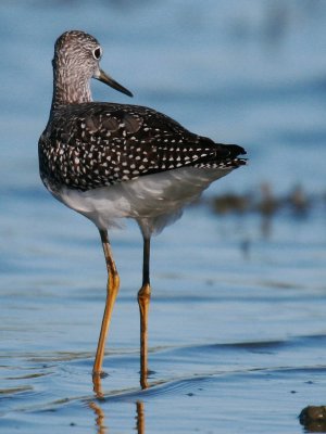 Greater Yellowlegs