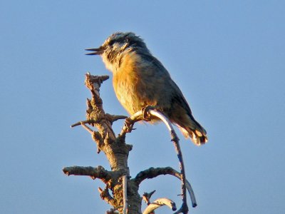 Red-breasted Nuthatch