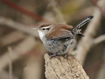 Bewick's Wren