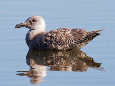 Olympic (Glaucous-winged x Western) Gull