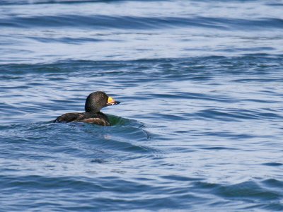 Black Scoter