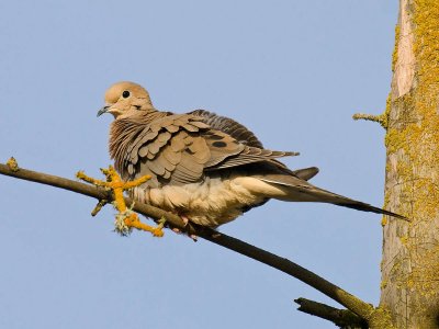 Mourning Dove