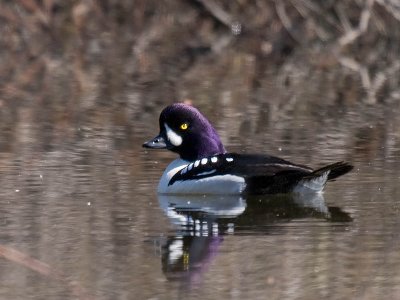 Barrow's Goldeneye