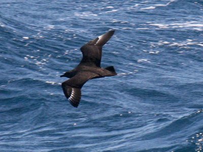 South Polar Skua