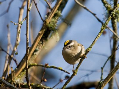 Golden-crowned Kinglet