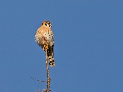 American Kestrel