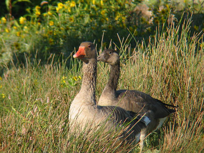 Graylag and hybrid Canada Goose